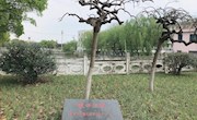 叶圣陶与我们学校