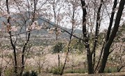 我和春天有个约会（二）