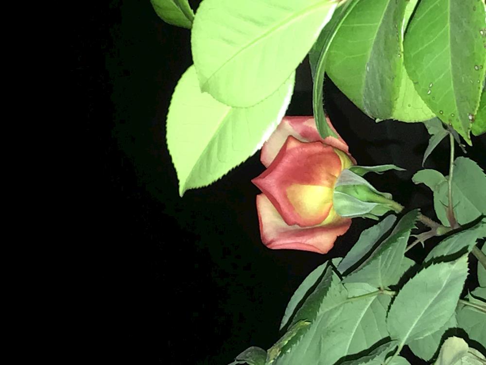 0adb04cfa0184a5f93552da368b0b95b.jpg