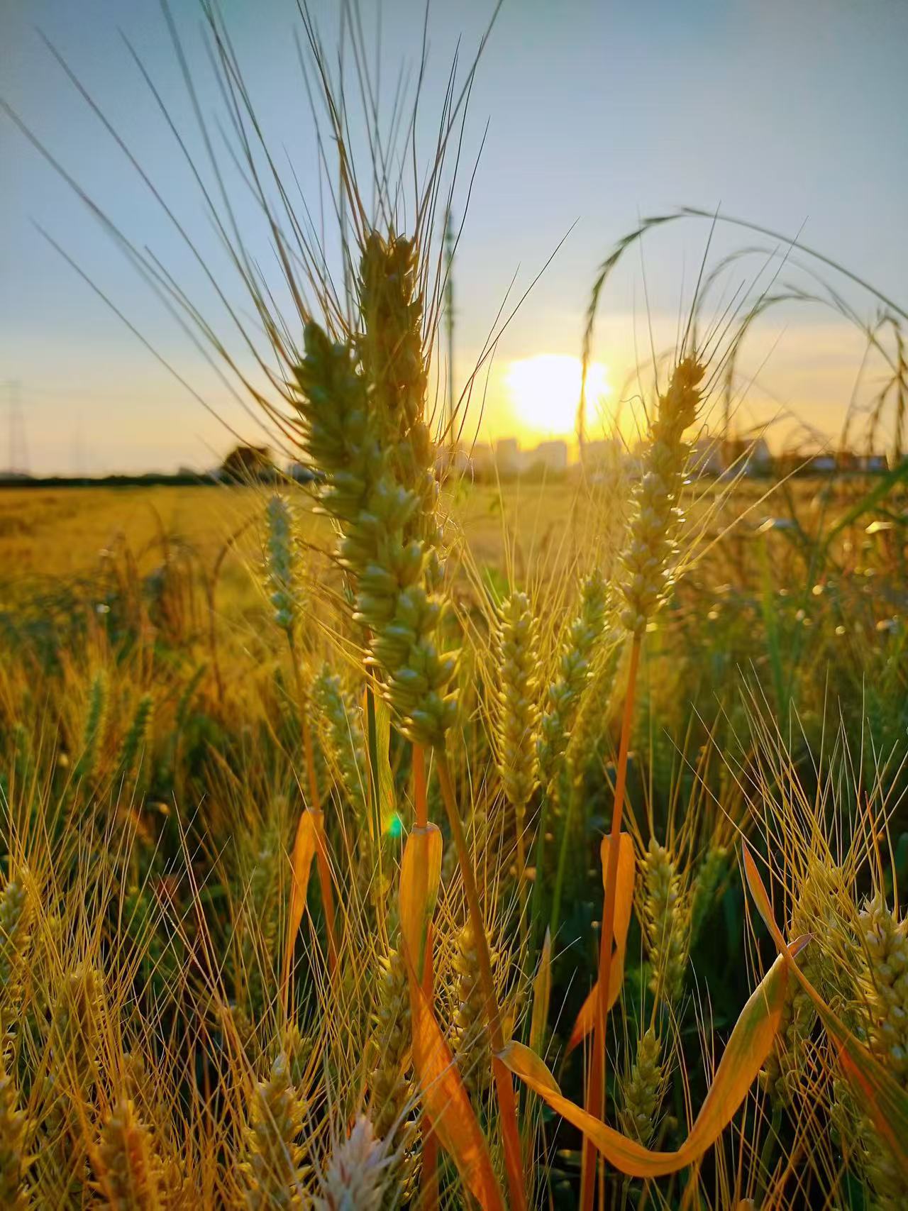 4初三4班 晏帆作品