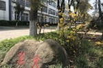 校园春色